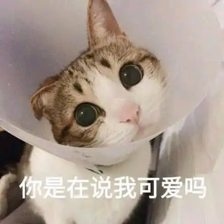  表情包软萌猫咪撒娇卖萌系列软妹必备