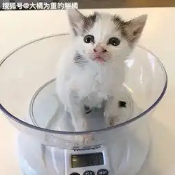 水沟里冲来一只小猫,被女孩捞出后陷入昏迷,闺蜜跨国来救猫