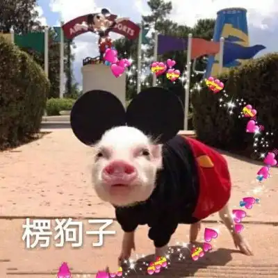  猪猪情侣头像呆萌一左一右抖音可爱真实猪情侣头像