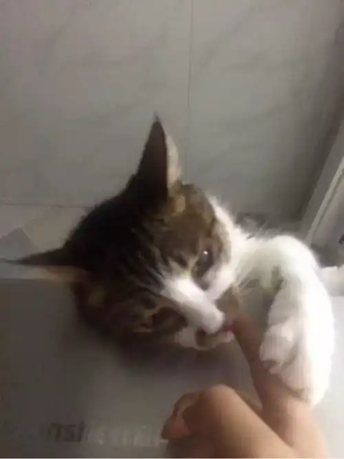  陪伴五年的猫咪意外去世,女孩看着小小的骨灰盒情绪一下子失控了