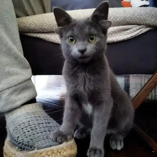 我领养了一只被人嫌弃的4个耳朵怪猫,结果成了百万网红