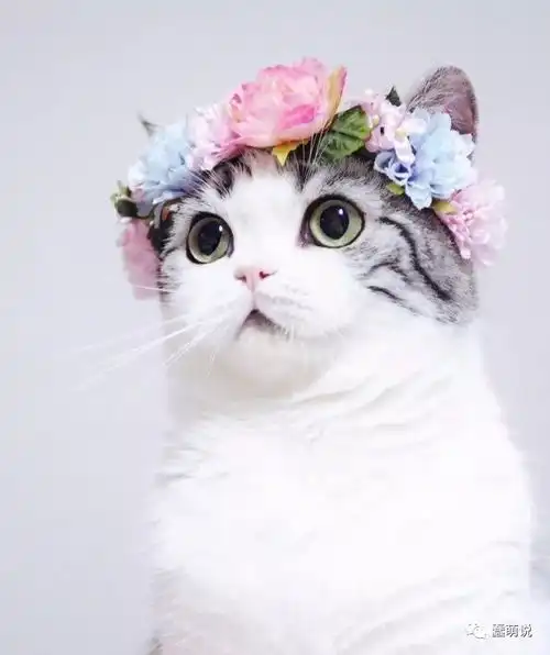  一杯酸奶真的可以让喵星人彻底迷失了喵生的方向,不信试试.....