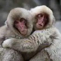  可爱相互亲吻的动物情侣头像图片