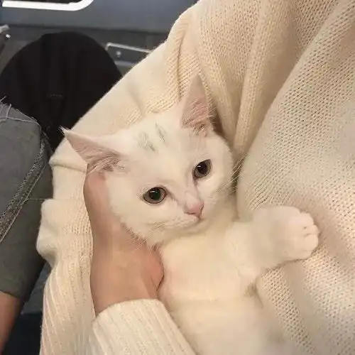  情侣头像你与鲜花,皆是浪漫