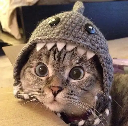 猫咪的屁屁流血便血怎么回事要考虑这几点原因