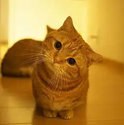  终于知道为什么大橘为重了这些橘猫肯定充了气