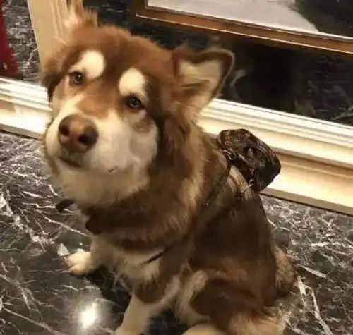  昨日七夕,朋友圈疯传各地打小三视频,太惨了,看着都刺激搞笑频道