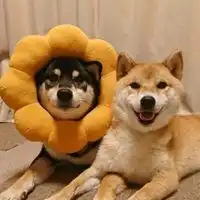  霸气动物情侣头像大全可爱超萌动物情侣头像一对两张