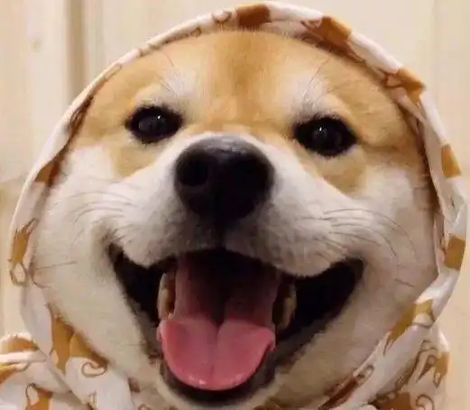  最适合上班族养的宠物竟然是柴犬