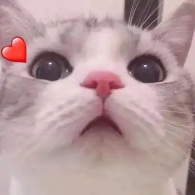  微信头像猫咪图片大全2020年猫微信头像图片