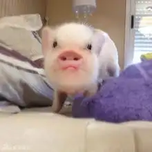  超萌小猪走红网络裙装卖萌进军时尚界图