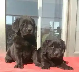  鞍山黑色拉布拉多价格鞍山奶白色拉布拉多多少钱健康拉布拉多