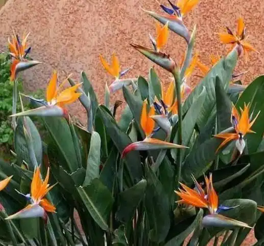  客厅养花讲究大,试试几款大型花,格调高,寓意好