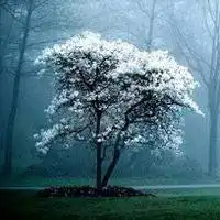  微信下雪头像图片微信头像图片大全