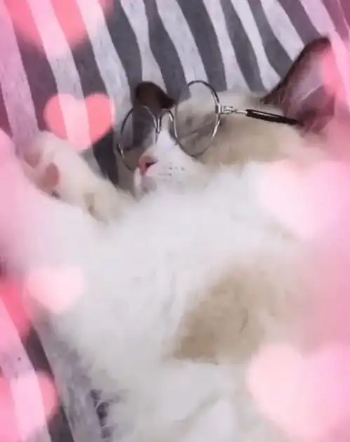  刚出道就疑恋爱,硬糖少女和前同事养同款猫,暗戳戳互动全被扒