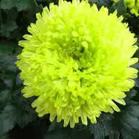  小菊花图片唯美头像微信头像图片大全