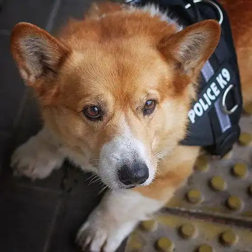  柯基也能当警犬到底是吉祥物还是真实力