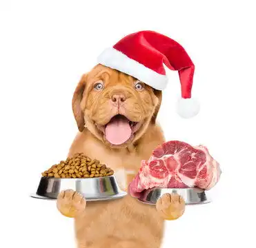  点击来源直接获取大图文件快乐的小狗戴着红色圣诞老人帽拿着装有干狗粮和生肉的碗孤立在白色背景上摄影搞笑狗狗高清大图