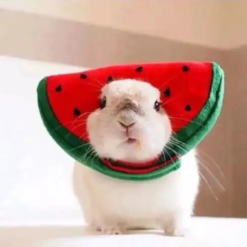  今日头像推荐,221