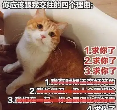  想养猫吗这六大坏处先了解一下