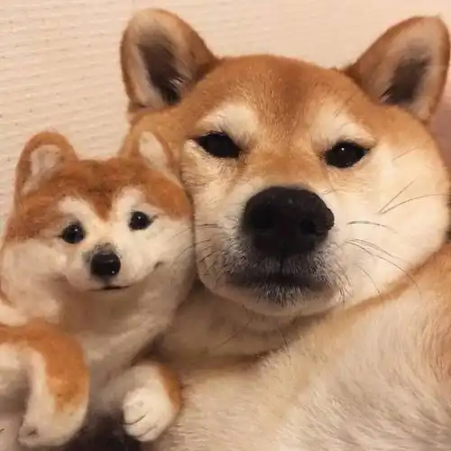  这么可爱又沙雕的头像给他她换上最合适了哈哈哈