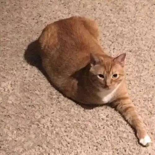  情侣头像超受欢迎的六大系列