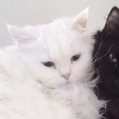  一批超甜情侣头像