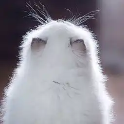  可爱萌猫头像大合集