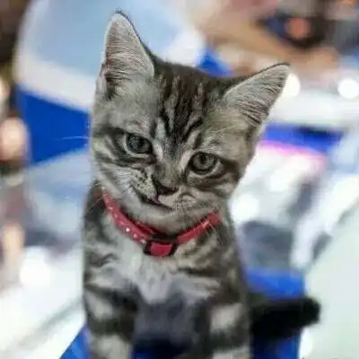  猫狗情侣头像一左一右可爱卖萌一猫一狗搞怪情侣头像