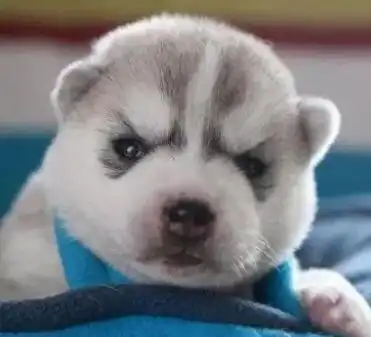  哈士奇真的有那么二吗