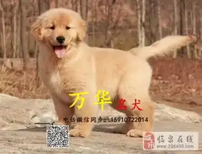 出售纯种金毛赛级金毛价格金毛成年体重多少