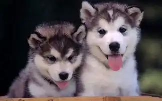  求哈士奇或者阿拉斯加一对的情侣头像最好可爱的要一对的