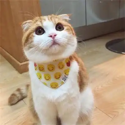  猫不吃猫草会怎么样