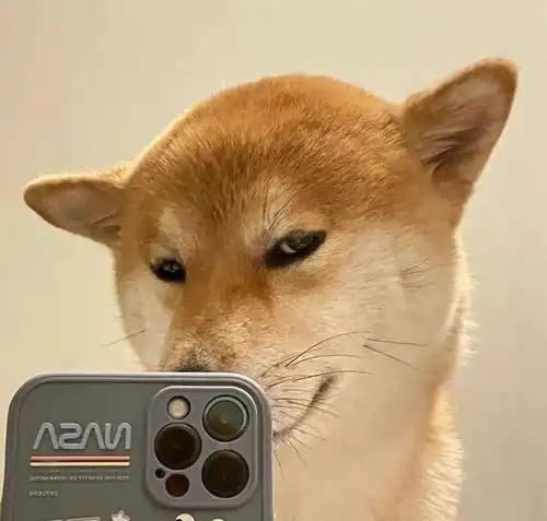  可爱到打滚的沙雕文案