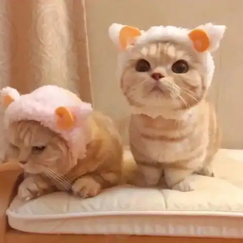  今日头像推荐,1211