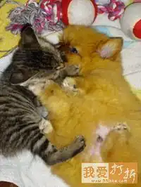  求一对情侣qq头像只要猫咪和狗狗的最好是接吻那种你懂得嘻嘻