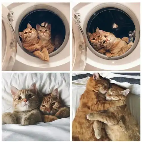  头像70张超甜超可爱的情侣头像撩不动你算我输