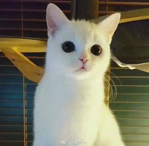  请问这只白猫是什么品种