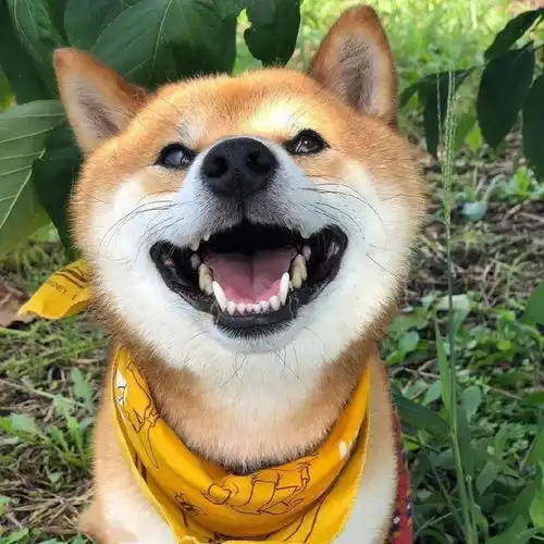  头像图片丨古风单人头像,沙雕个性头像,情侣头像