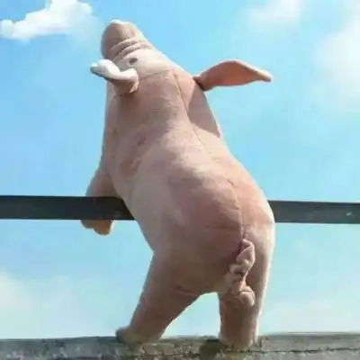  超萌猪头像可爱图片最近很火的猪的图片