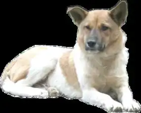  求和这只猫情侣头像,要一只狗