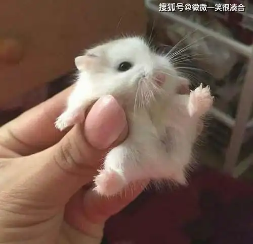 爆笑乡下人说城里人