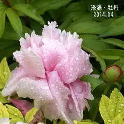  2014年4月中旬洛阳牡丹展龙门石窟