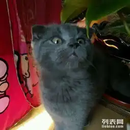  苏格兰折耳蓝猫小美女
