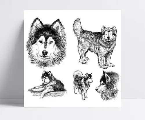  手绘哈士奇插画矢量素材哈士奇插画,手绘哈士奇,手绘,哈士奇,狗,动物,头像,笑脸,矢量图,ai格式,含jpg预览图晴boy