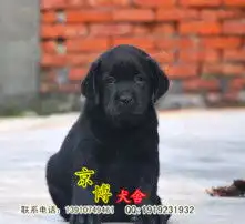  黄页88高清图片