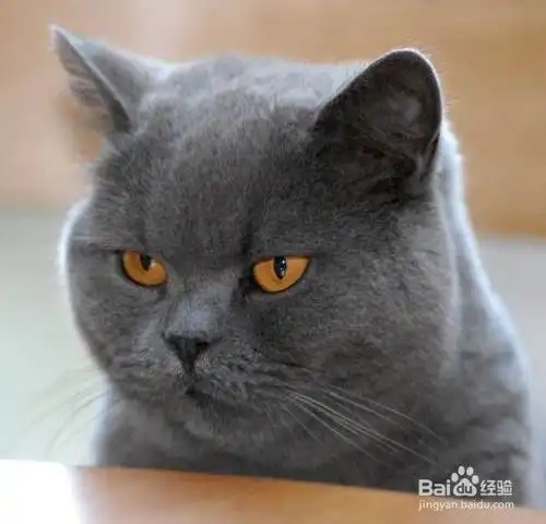  猫凭皮毛和眼镜的颜色决定了它们的性格差异