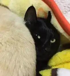  推主给黑猫找了一只小白猫陪伴,结果,半年后...