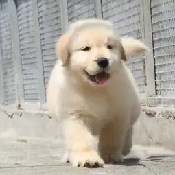 图cku认证犬舍金毛犬保障健康终生售后成都宠物狗