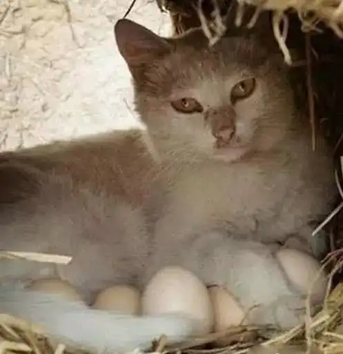  开心一刻笑话陪老婆去医院,碰见一位妈妈抱着孩子去打针